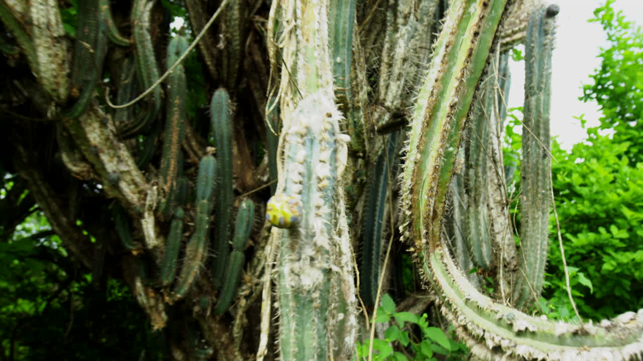 fotografía detallada del cactus de san pedro