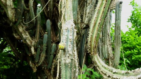 detail-shot-of-San-Pedro-cactus