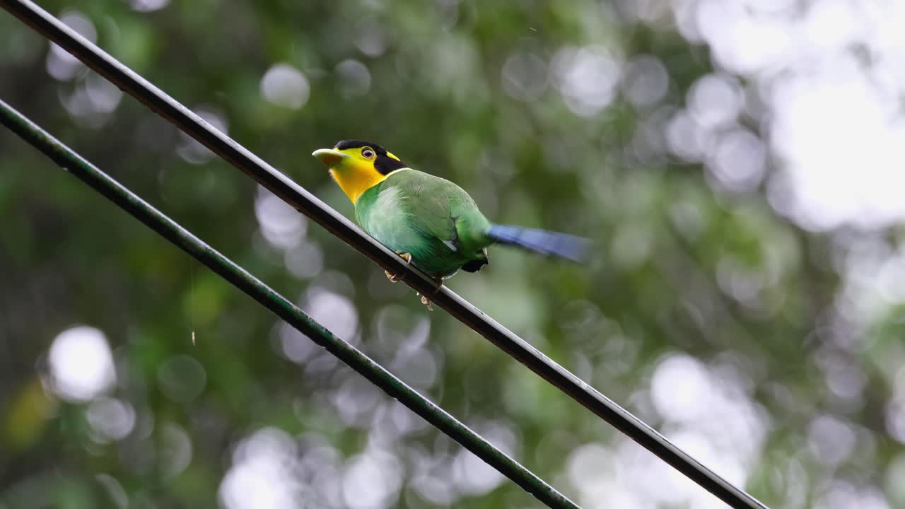 꼬리를 흔들기 위해 돌아 서서 무언가에 대해 경고하는 모습, long-tailed broadbill psarisomus dalhousiae, 카오 야이 국립 공원, 태국