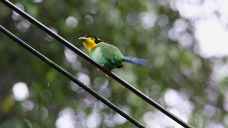 seen turning around to wag its tail and alarmed about something, long-tailed broadbill psarisomus dalhousiae, khao yai national park, thailand