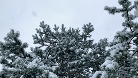 pine tree covered in snow during heavy snowfall in winter season