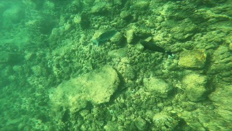 Underwater-Clown-Fish-Swim-Around-Reef