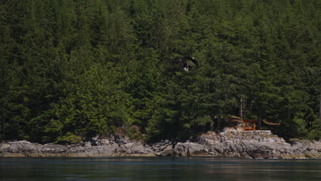 An-Eagle-flying-in-British-Columbia-Canada-over-the-ocean-looking-for-fish