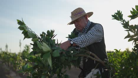 farmer pruning orange trees