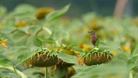 alejando para revelar este pájaro en la parte superior de un girasol doblado mientras mira a su alrededor, pied bushchat saxicola caprata, tailandia