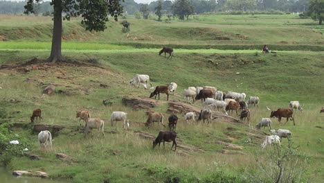 Vacas-Pastando-En-Los-Campos-Cerca-De-Giridih-En-Jharkhand,-India,-El-27-De-Septiembre-De-2020