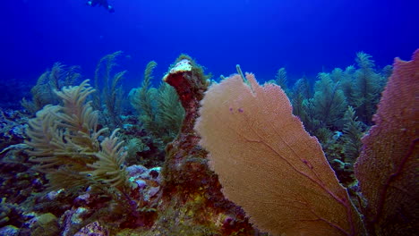 hermosos corales frente a san pedro en belice