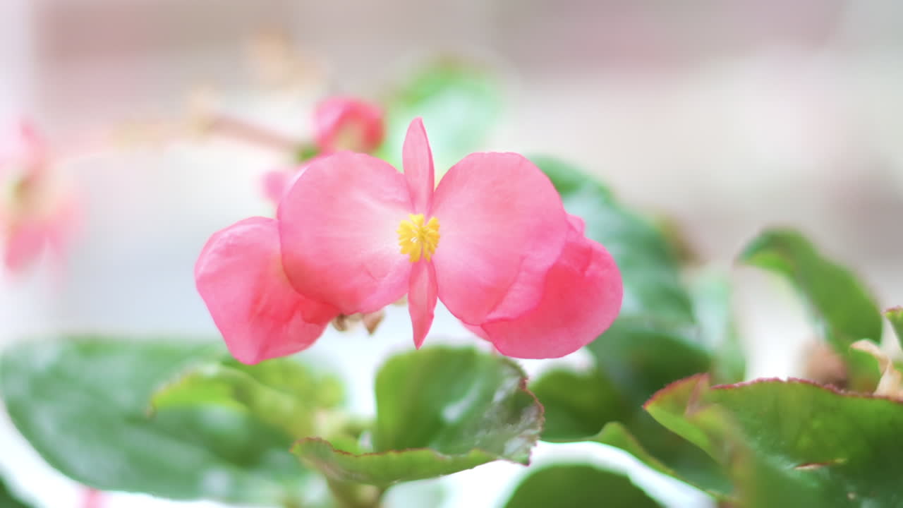 Primer plano de una flor de begonia de cera rosa a la luz del día