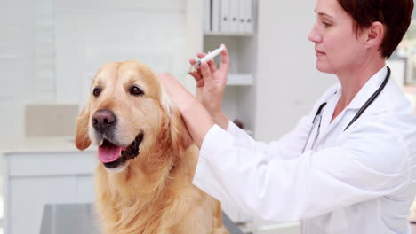 labrador que recibe tratamiento de un veterinario