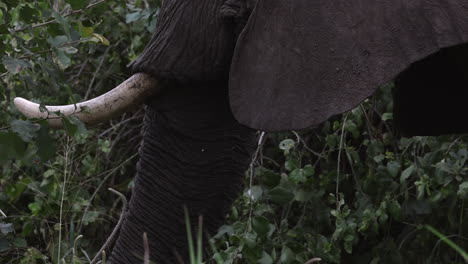 close up of an elephants mouth whilst it's eating leaves in tanzania, africa