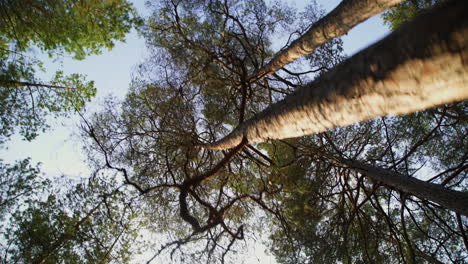 passage through a pine forest with a bottom-up view of the trees