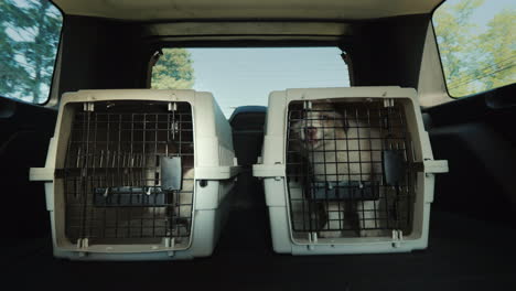 Two-Cages-For-The-Transport-Of-Animals-In-The-Trunk-Of-The-Car-The-Car-Carries-Two-Cages-With-Puppie