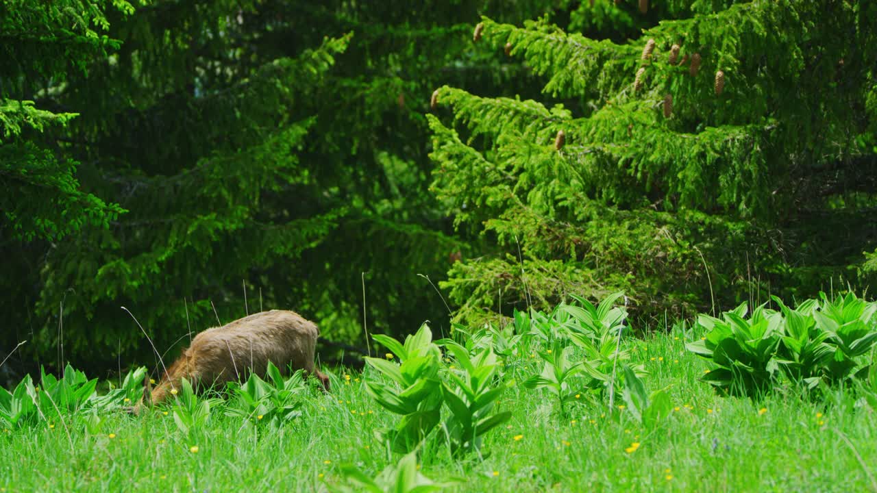 una gamuza está comiendo hierba en un campo alpino en la distancia