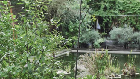 Close-up-of-sunny-garden-with-plants-and-pond,-slow-motion