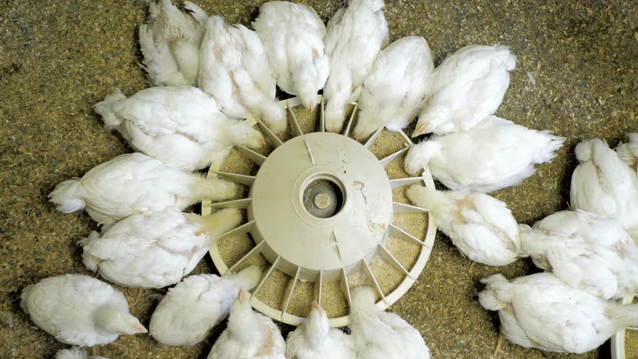 frango de frango branco na quinta de aves de capoeira