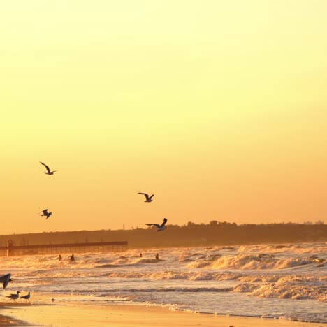 seagull with sunset in background