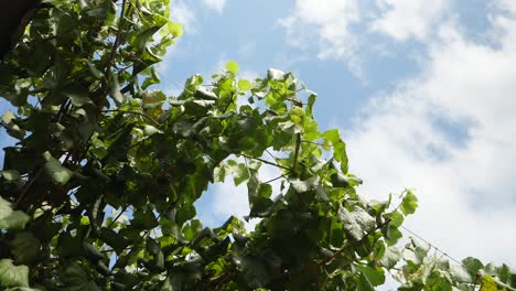 grape leaves from below with the blue summer sky in the background