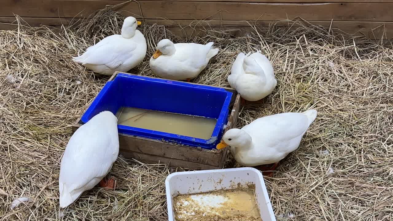 Eine Gruppe weißer Hausenten frisst und trinkt von Tabletts in einem strohbedeckten Gehege auf einem Bauernhof