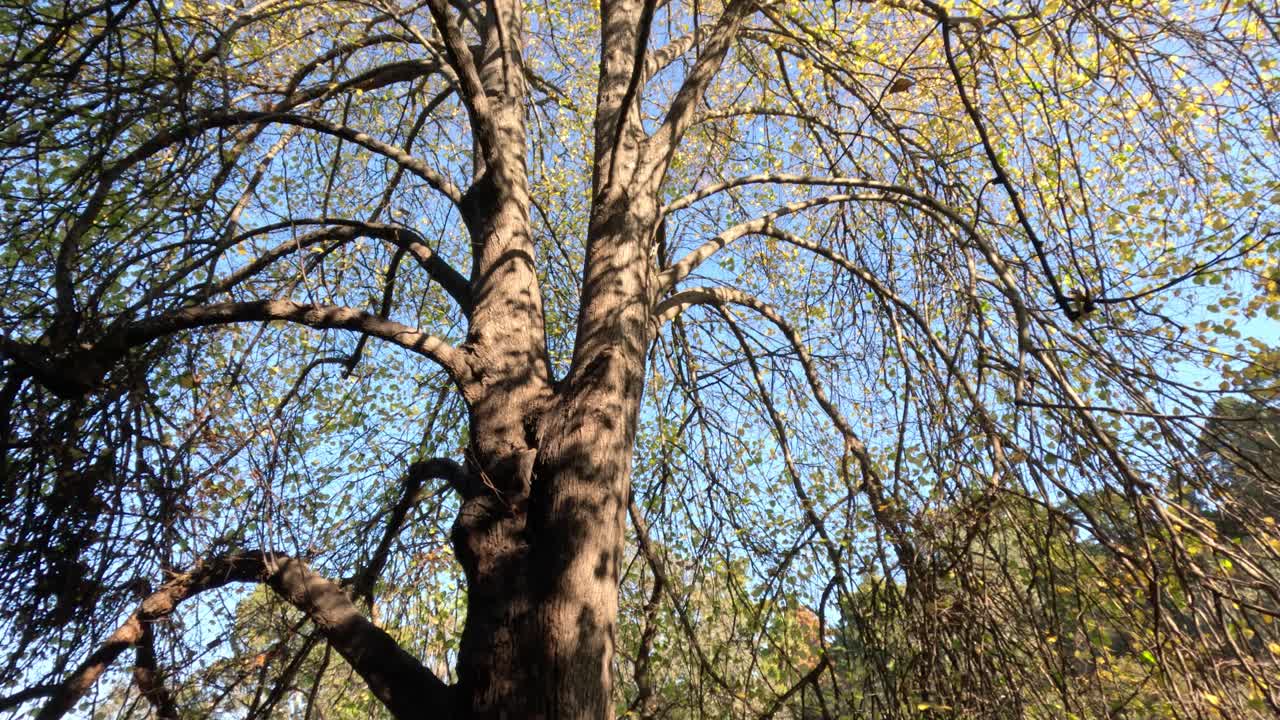 Tree branches swaying under a clear sky