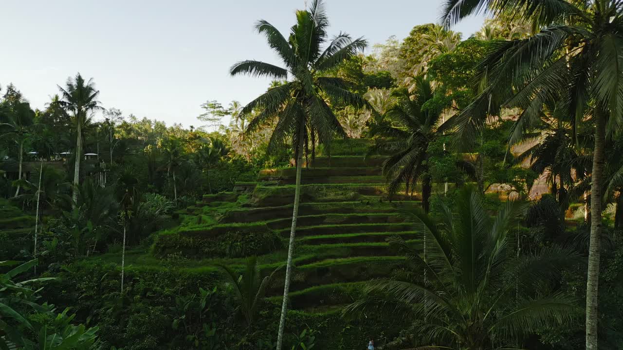 drone volando a través de las palmeras hacia la terraza de arroz en tegalalang, bali