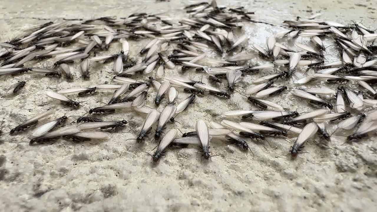 Close up, swarm of termites nesting and mating outdoors, residential