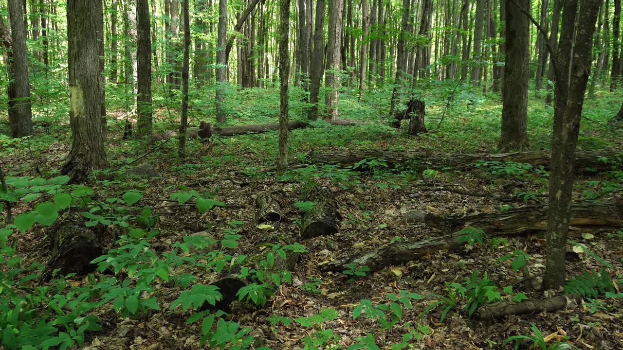 Una fitta foresta piena di alberi, giovani germogli sul terreno, tronchi d'albero tagliati con rami secchi e foglie cadute sparse tutt'intorno