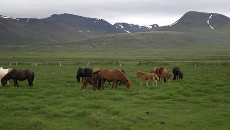 icelandic horse in scenic nature of iceland.