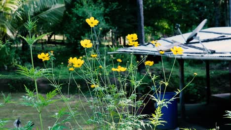 Pequeñas-Flores-Amarillas-Soplan-En-Una-Suave-Brisa-En-Una-Granja-Rural-Asiática