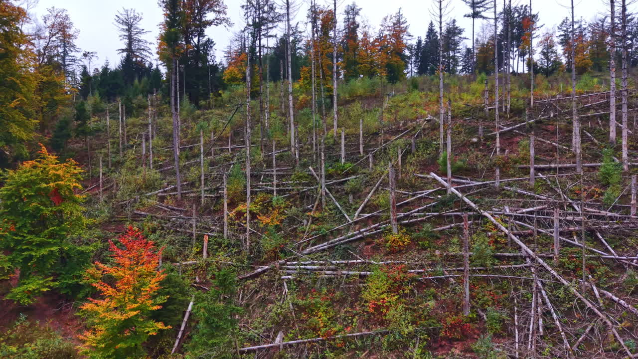 Vibrant colors of autumn trees contrast with the fallen logs in a forest landscape during early fall