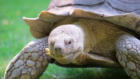 the video depicts a tranquil encounter with a large turtle in a green field, showcasing its gentle movements and textured skin as it forages