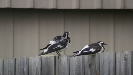 Urraca-alondra-Mudlark-Pájaros-Posados-En-La-Cerca-Acicalándose-Limpiándose-Durante-El-Día-Australia-Maffra-Gippsland-Victoria-Cámara-Lenta