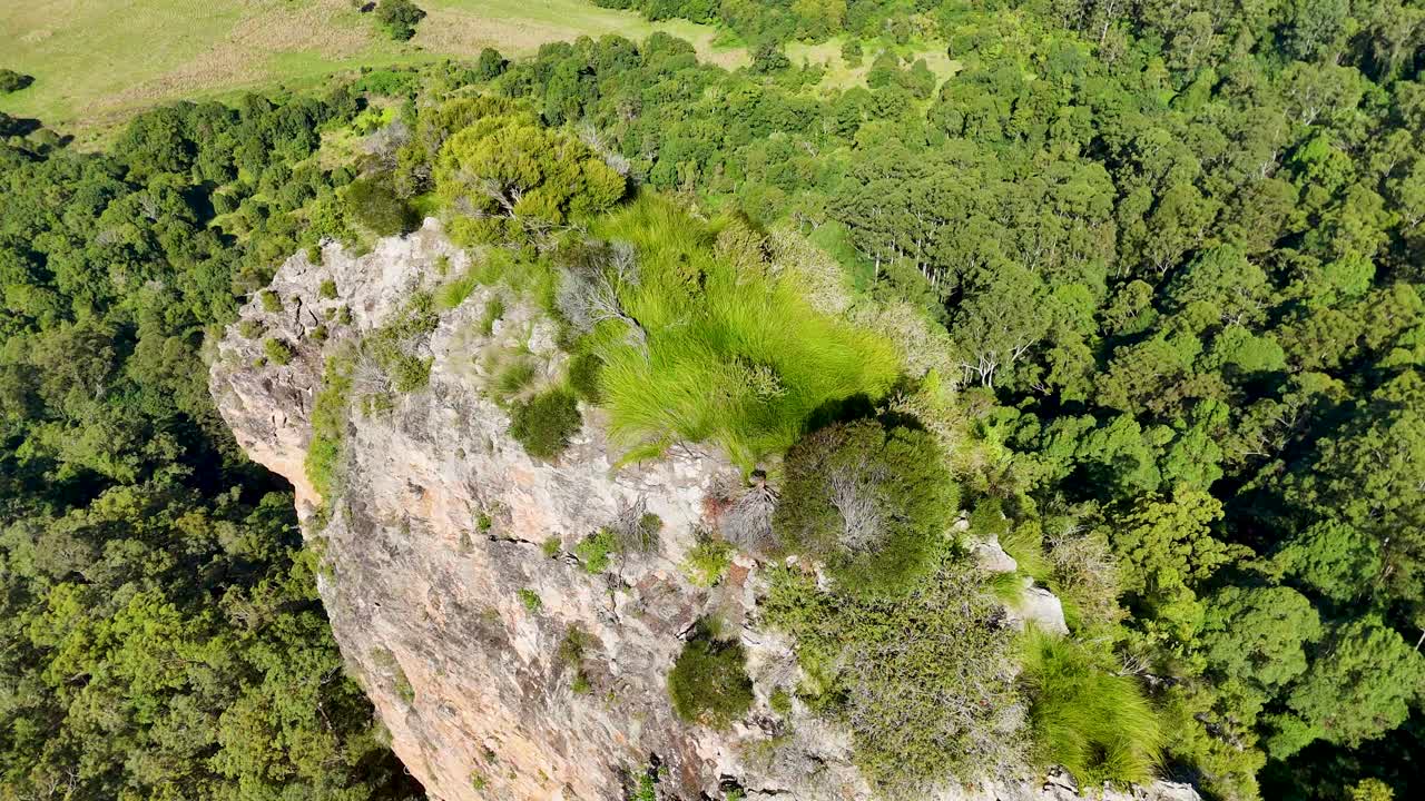 Drone footage captures Nimbin Rocks surrounded by dense eucalyptus forest under bright daylight, showcasing natural beauty and geological formations