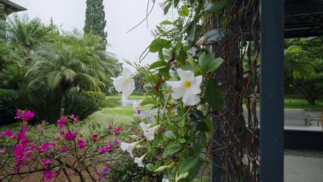 colorful flowers hang from a vine at a fancy resort in antigua, guatemala