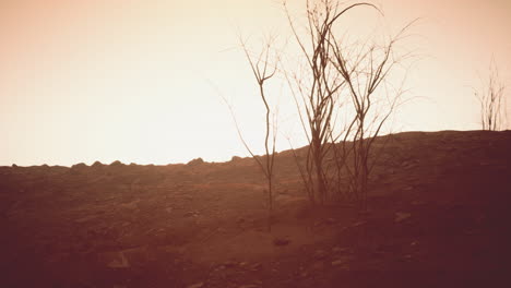 barren desert landscape at sunset