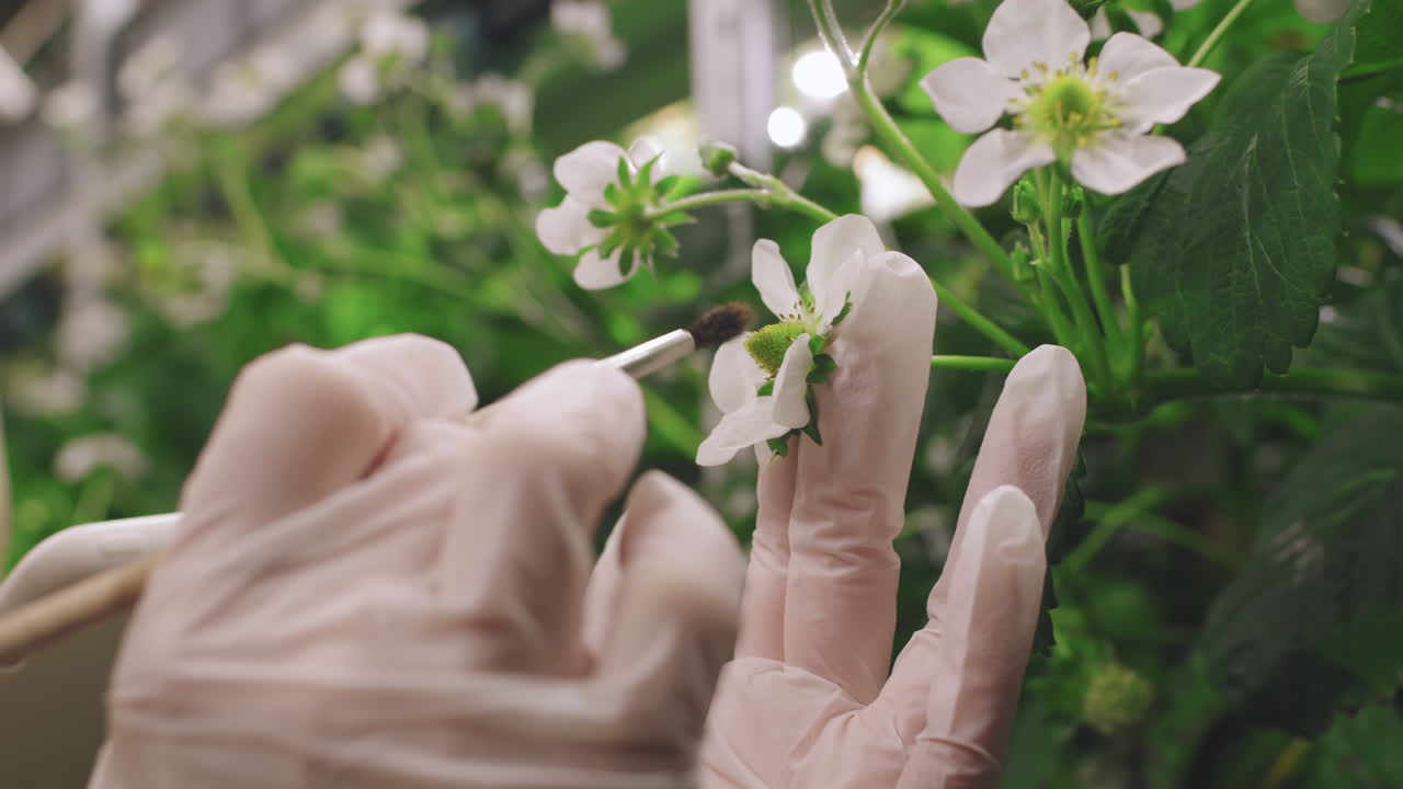 Close-up of a hand touching a strawberry blossom