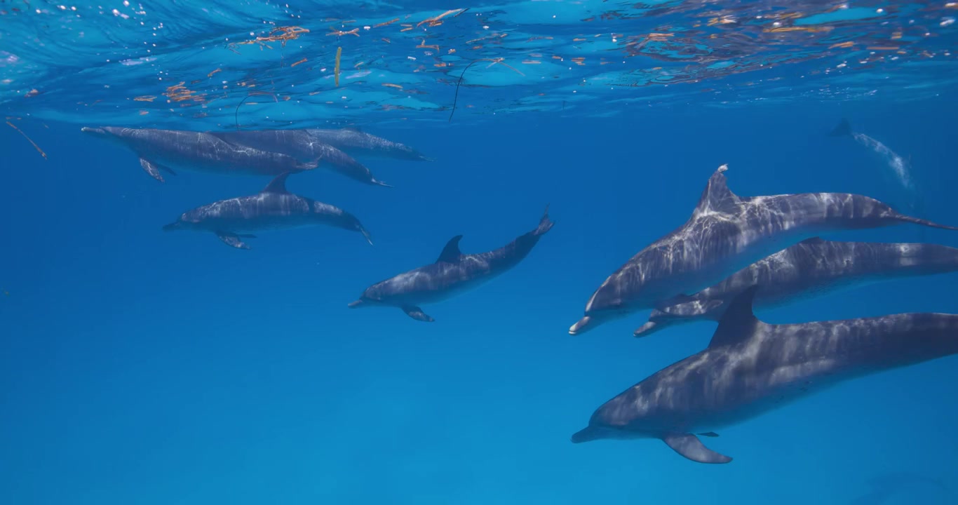 Diversi delfini maculati dell'Atlantico nuotano tranquillamente attraverso le acque aperte dell'oceano in una serena scena subacquea.