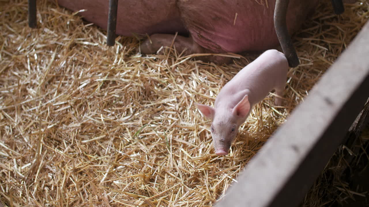 Pigs On Livestock Farm Pig Farming Young Piglets At Stable 11
