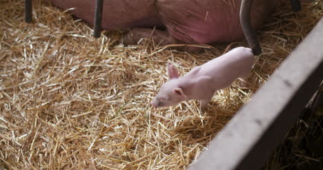 pigs on livestock farm pig farming young piglets at stable 11