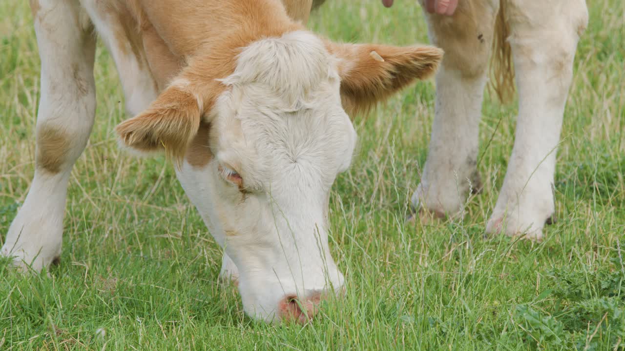 A dairy cow feeds on lush green grass in a sunlit pasture. The camera remains steady, capturing a close-up view of the cow’s head and grazing action