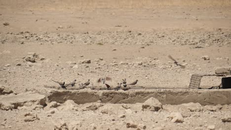 Palomas-Namaqua-Beben-En-La-Fuente-De-Agua-En-La-Sabana-Cerca-De-Nossob,-Cámara-Lenta