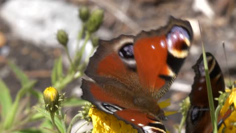 Couple-of-beautiful-butterflies-fly-away-from-yellow-flower,-windy-day