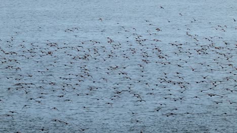 enorme bandada de pájaros saliendo del agua
