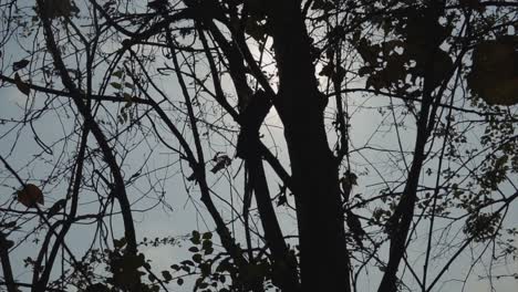 A-beautiful-silhouette-of-a-tree-with-entwined-branches