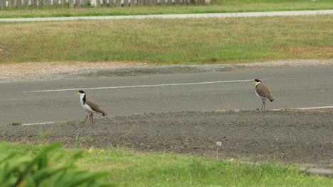 pájaros plover de ala de regazo enmascarados y pollito de bebé de pie junto a la carretera