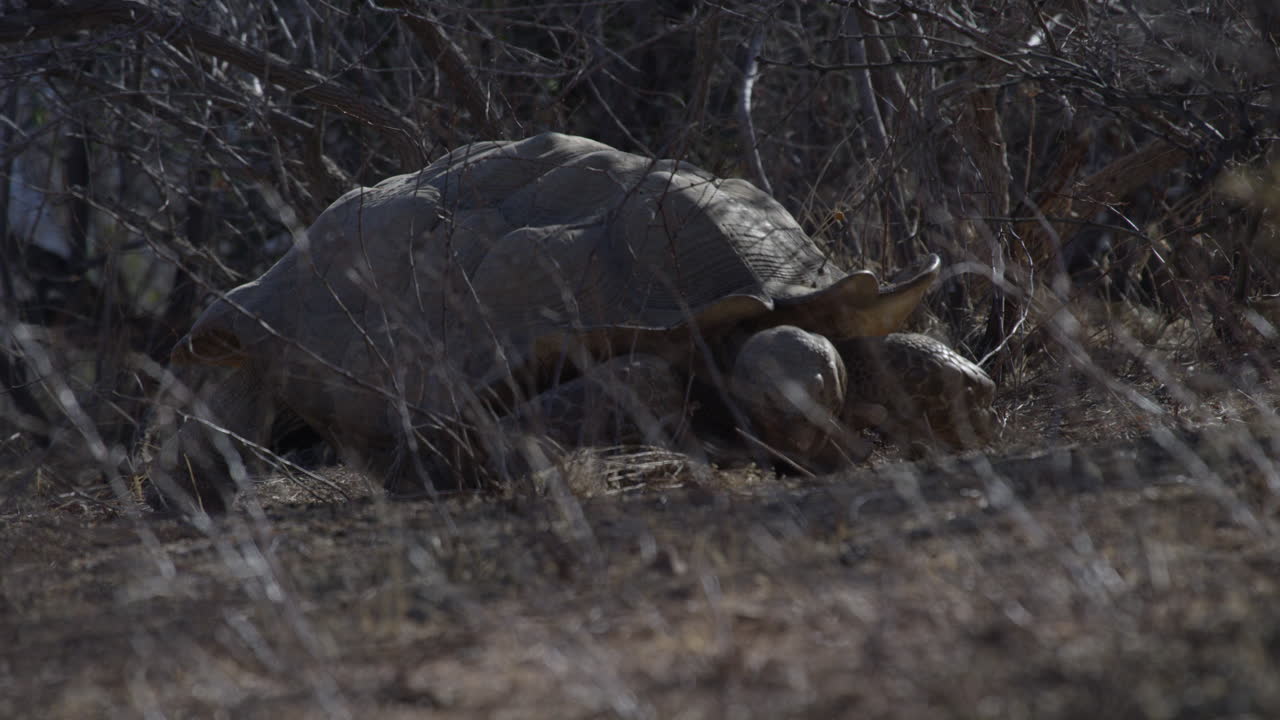 아프리카 사파리의 키 큰 풀밭에 앉아 있는 거북이