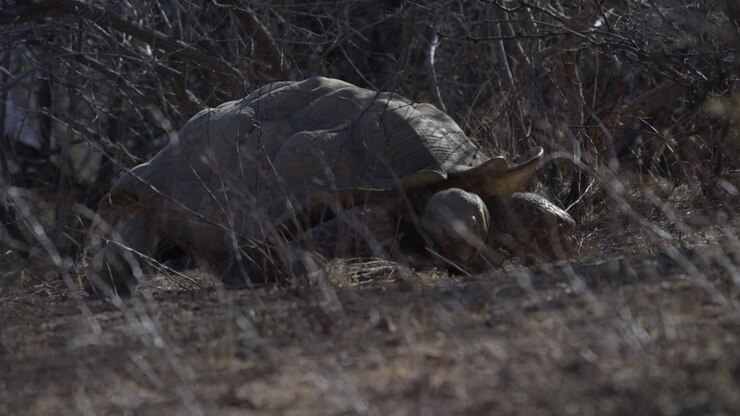 Tortoise sitting in the tall grass of africa safari