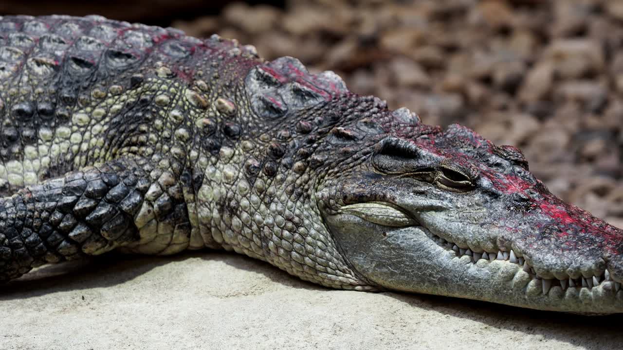 retrato de la cabeza y los dientes del cocodrilo siamés. primer plano del cocodril siamés (crocodylus siamensis)