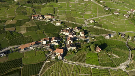 typical houses in the small village of aran by the lush green lavaux vineyard terraces, switzerland - aerial drone