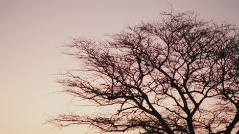 bare tree silhouette at dusk/dawn