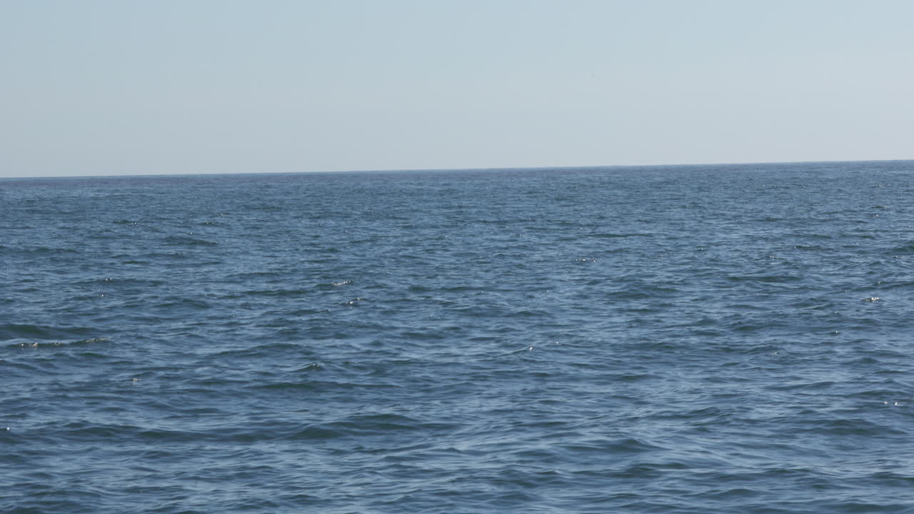 큰 장난스러운 남쪽 오른쪽 고래가 물에 침투하여 남아프리카 공화국의 헤르마누스에서 매우 가까운 곳에서 믿을 수 없는 스플래시를 만들고 있습니다.